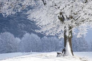 winter, tree, bank, nature, snow, winter landscape, forest, snow landscape, winter magic, frost, frozen, winter dream, wintry, snowy, winter, winter, winter, winter, winter, snow, snow