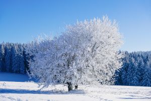 winter, tree, frost, snow, cold, winter landscape, nature, landscape, winter magic