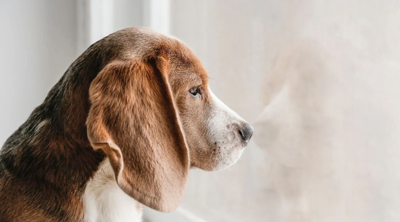 Winterblues beim Hund erkennen und lindern – so bleibt dein Vierbeiner auch im Winter ausgeglichen