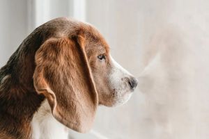 Winterblues beim Hund erkennen und lindern – so bleibt dein Vierbeiner auch im Winter ausgeglichen