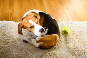 Winterjuckreiz beim Hund: Ursachen erkennen & Haut und Fell sanft stärken