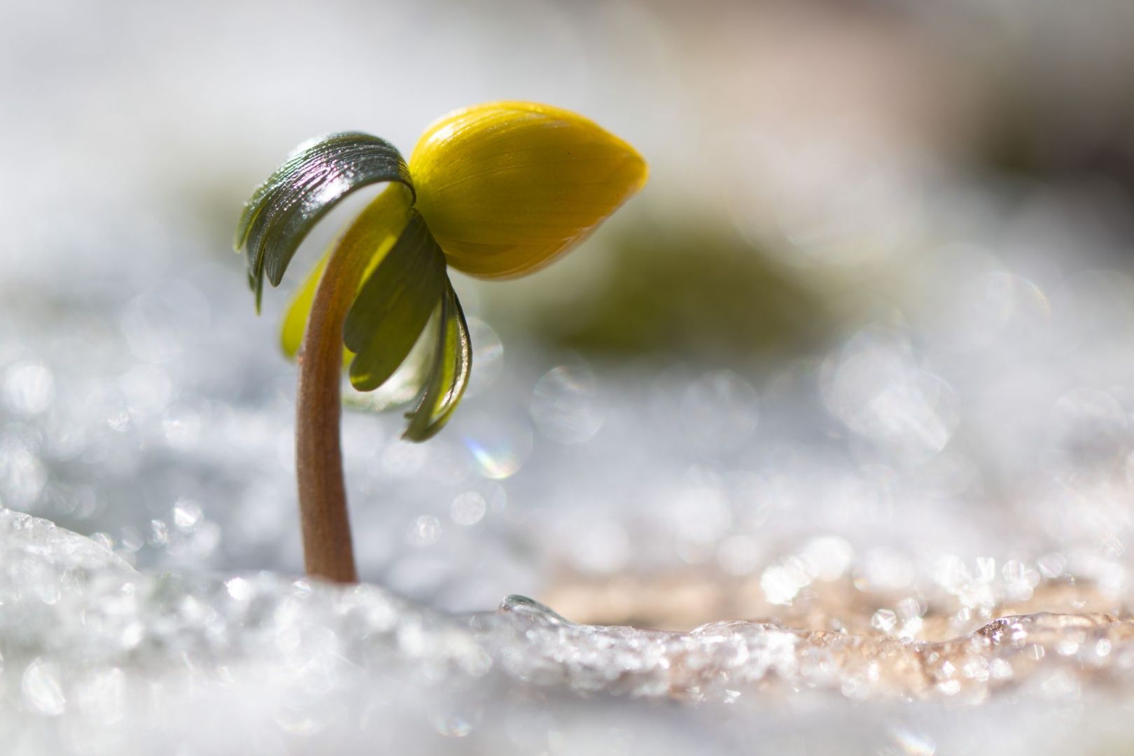 Winterling in Sachsen