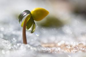 Winterling in Sachsen