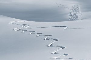 wintry, snow, backcountry skiiing, nature, slopes, sky slopes, white, snow landscape, ski tracks, winter, cold, tree, landscape, winter magic, snow hill, winter dream, snow tracks, mountain landscape