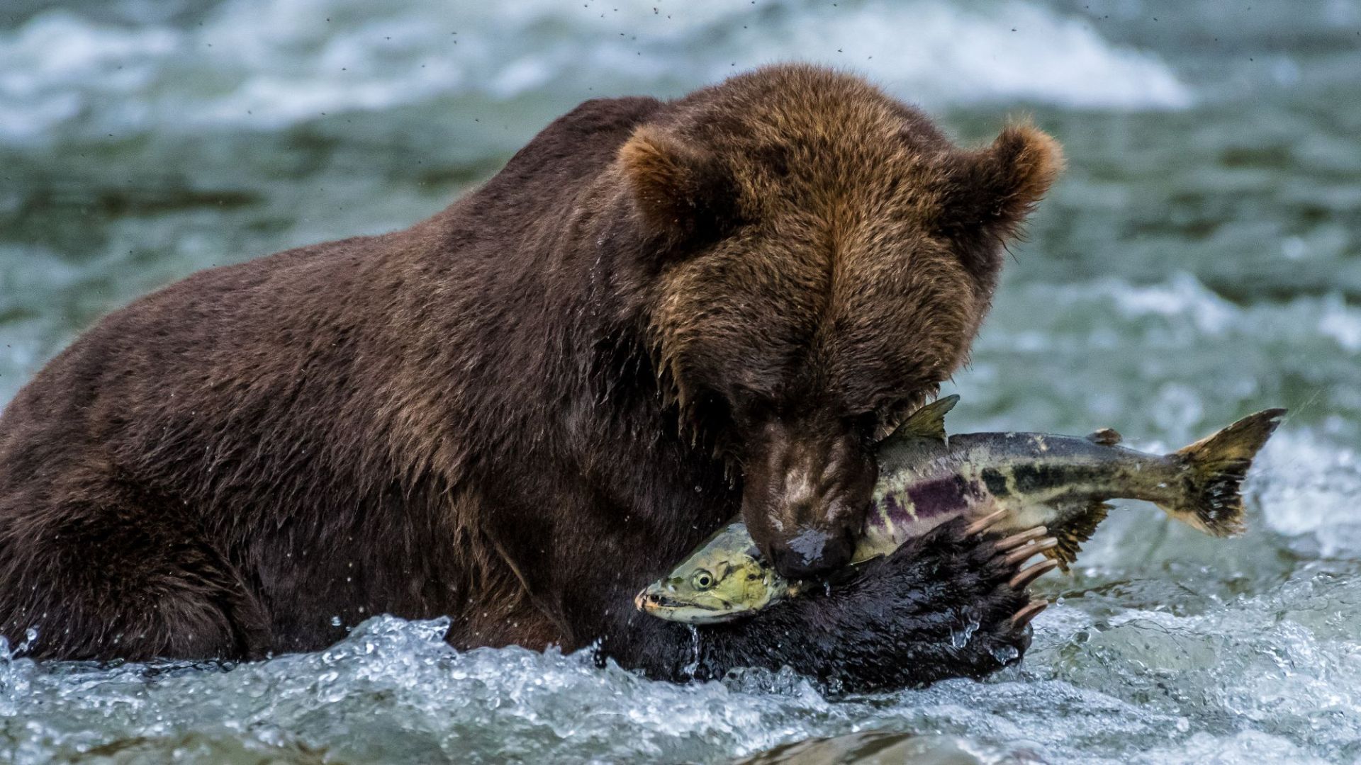 Wo die Bären Lachse fischen: Expeditionen auf kleinen Schiffen rund um Vancouver Island und in Alaska