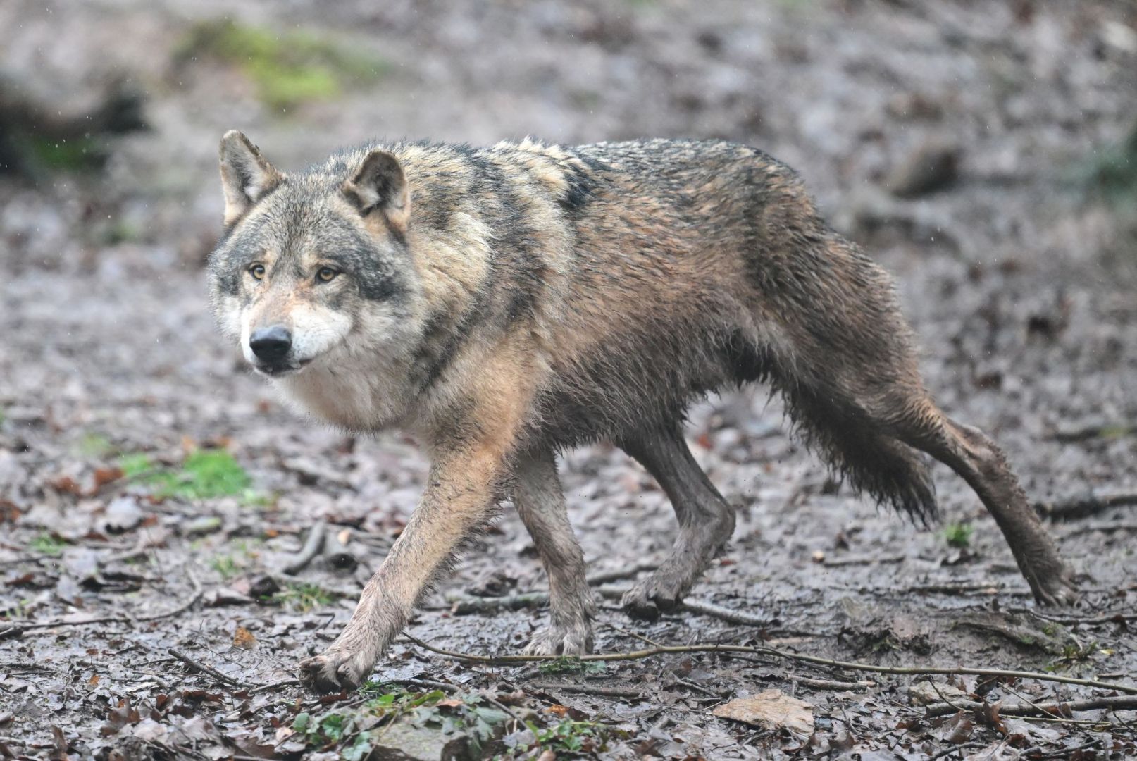 Wolf