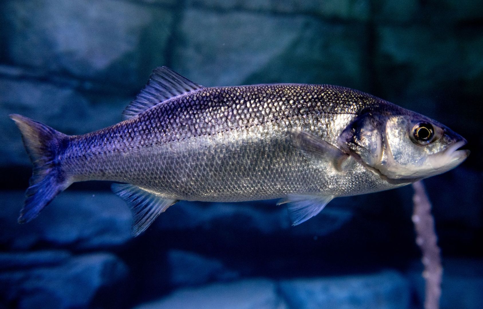 Wolfsbarsch im Nordsee-Bereich des Aquarium Wilhelmshaven