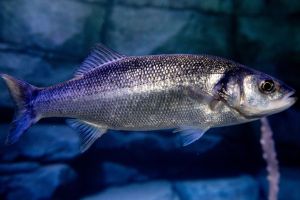 Wolfsbarsch im Nordsee-Bereich des Aquarium Wilhelmshaven