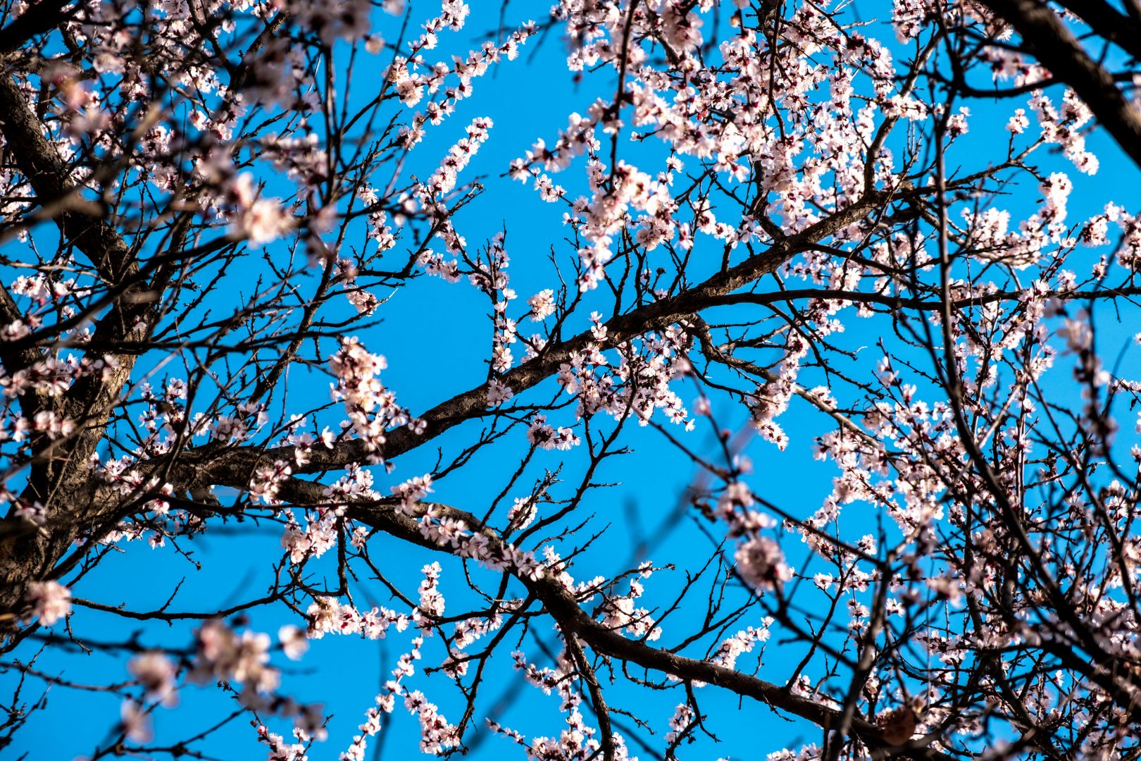 wunderschöne kirschblüten in voller blüte unter einem klaren blauen himmel in almaty, kasachstan.