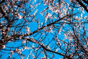 wunderschöne kirschblüten in voller blüte unter einem klaren blauen himmel in almaty, kasachstan.