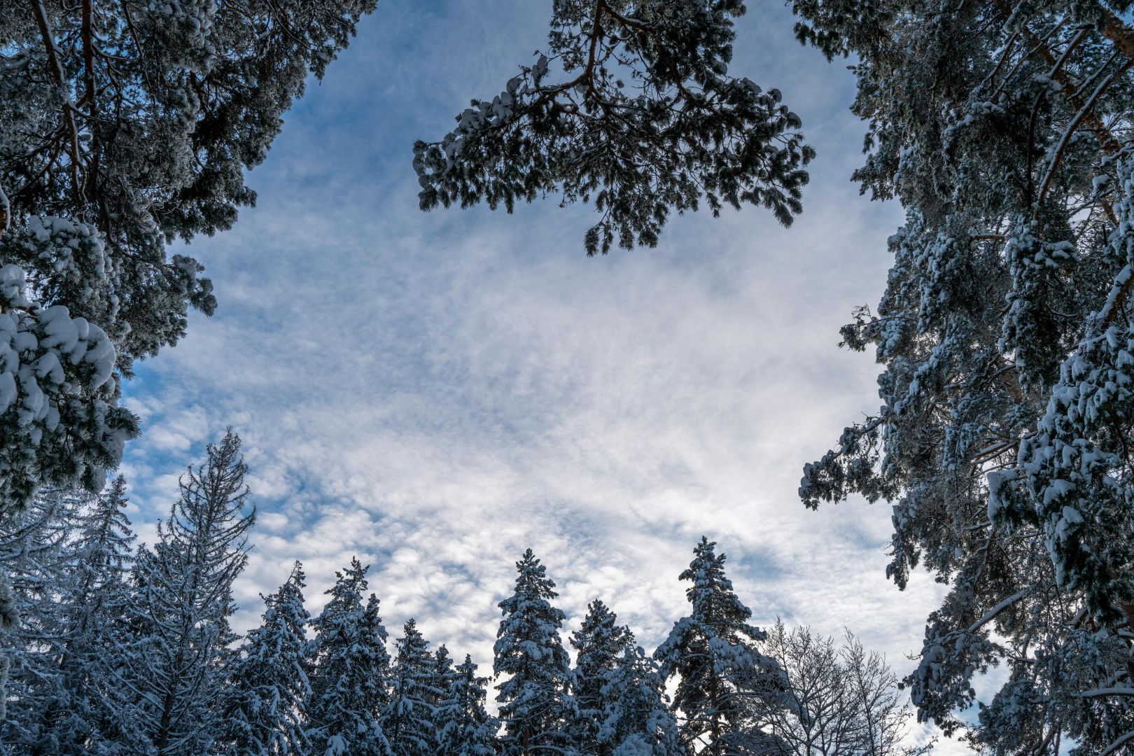 Wunderschöner Winterwald mit schneebedeckten Bäumen unter einem klaren blauen Himmel.