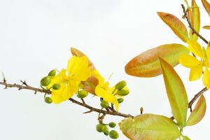 yellow apricot, spring, mai busty, nature, spike mai