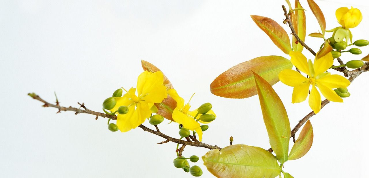 yellow apricot, spring, mai busty, nature, spike mai