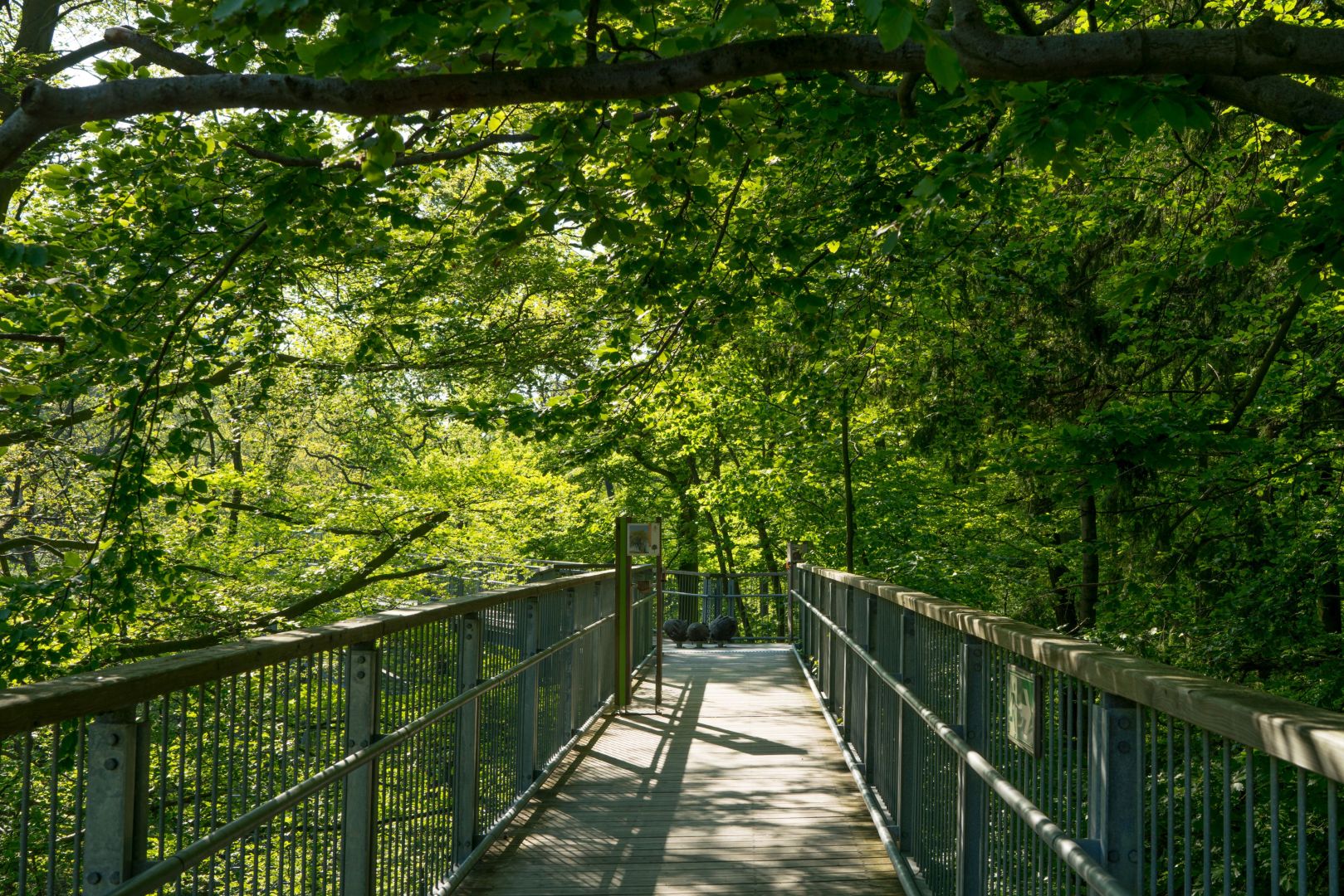 Yoga auf dem Baumwipfelpfad mit Kursleiterin Andrea Bönig