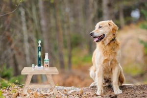 Zähneputzen beim Hund: 5 gute Gründe, warum du heute damit beginnen solltest