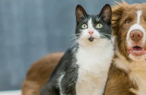 Zahnerkrankungen bei Haustieren: Die unsichtbare Gefahr im Alltag