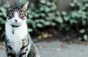 Zahnerkrankungen bei Katzen: Warum frühe Vorsorge so wichtig ist