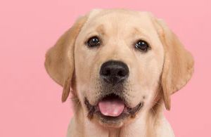 Zahngesundheit beim Labrador Retriever – so bleibt dein Familienhund lange gesund und vital