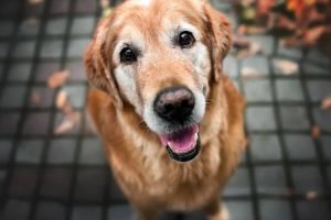 Zahngesundheit beim Seniorhund: So bleiben Zähne und Lebensfreude auch im Alter erhalten