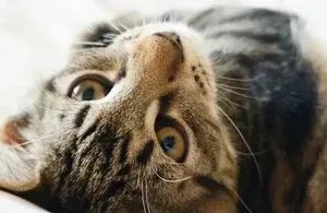 Zahnpflege bei Katzen: Welche Zahnbürste wirklich hilft