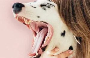 Zahnpflege beim Hund: Warum gesunde Zähne so wichtig sind