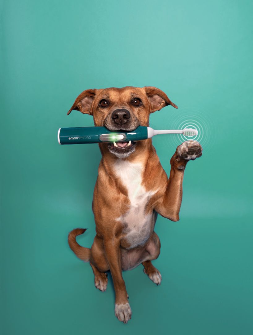 Zahnpflege für Haustiere
