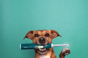 Zahnpflege für Haustiere