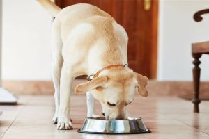 Zahnstein beim Hund: Wie Ernährung, Pflege und Routine die Zahngesundheit wirklich beeinflussen
