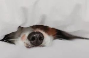 Zahnwurzelentzündung beim Hund: Schmerzen früh erkennen und richtig behandeln