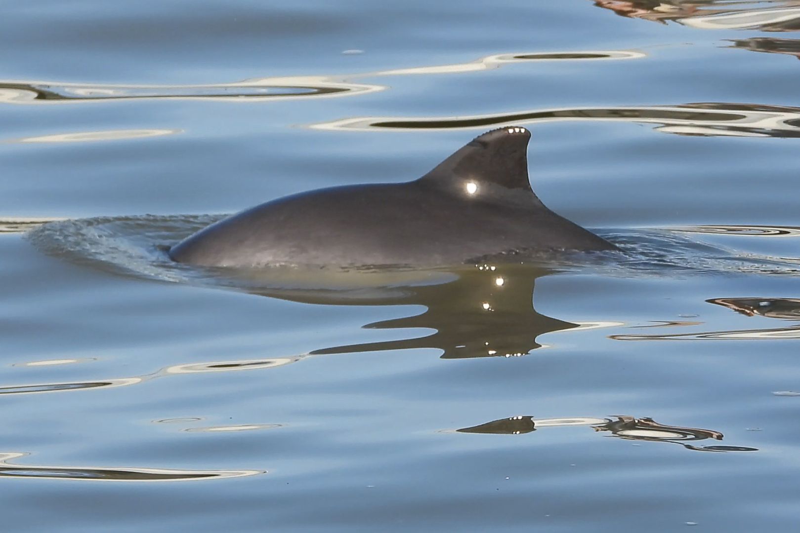 Zehn Tage Naturerlebnis im Jadebusen – Jubiläum der Schweinswal-Tage vom 24. April bis 3. Mai 2026