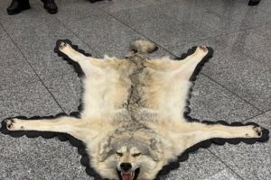 Zoll findet Wolfspelz im Koffer