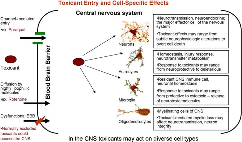 Zusammenhänge zwischen Multipler Chemikalien-Sensitivität (MCS) und Mechanismen neurodegenerativer Krankheiten