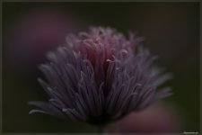 Schnittlauchblüte dunkel - 21-06-2010.jpg