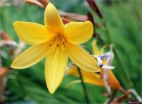 Gelbe Blume - 21-06-2010.jpg