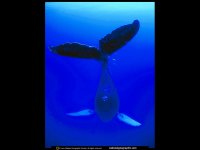 singing-humpback-521833-lw.jpg