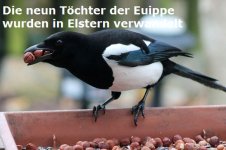 euippe11.jpg