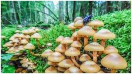 - 1 Cover.jpg - 1 Cover.jpg