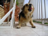 Emma Terrace Villa Sol.JPG