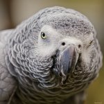 Grauer Papagei.jpg