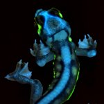 gecko-fluoreszenz-biologie-leuchten-uv-licht-100~_v-img__1__1__xl_-fc0f2c4a90a5ebfa79f56bc1c9c...jpg