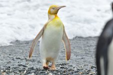 gelber Pinguin.jpg