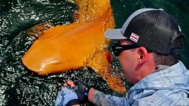 orange farbener Hai.jpg