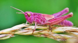 pinkfarbene Heuschrecke.jpg