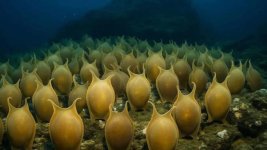 Eier des pazifischen Weissrochens.jpg