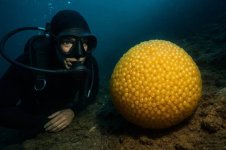 runde goldene Eier.jpg