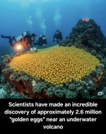 goldene Hühnereier.jpg