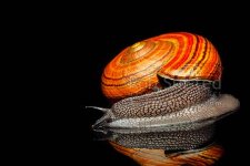 Powelliphanta hochstetteri.jpg