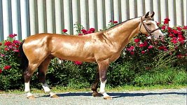 Achal-Tekkiner.jpg Achal-Tekkiner.jpg