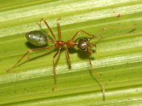 Oecophylla Smaragdina.jpg