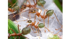 grüne Ameisen 3.jpg